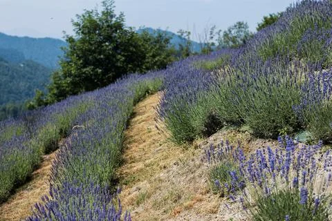 Lavender Rows on a Hillside with Mountain Landscape Photos