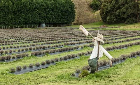Lavender Scarecrow Stock Photos