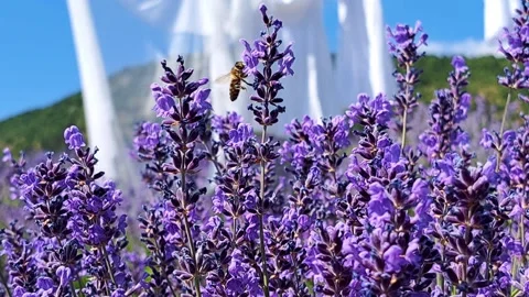 Lavender Scented Cleanliness Stock-Footage 319903570