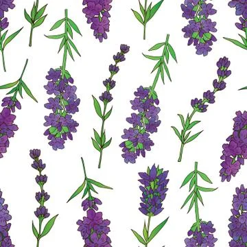 Lavender seamles pattern Stock Illustration