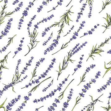 Lavender seamless floral pattern, hand drawn sketch vector illustration on white Stock Illustration