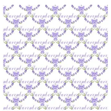 Lavender. Seamless pattern with flowers and the calligraphic word lavender on a Stock Illustration