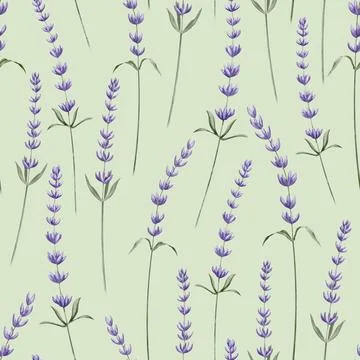 Lavender seamless Pattern on green background. Hand drawn watercolor Stock Illustration