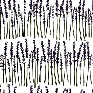 Lavender seamless pattern Stock Illustration