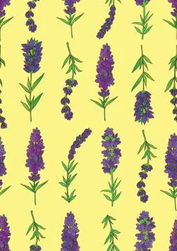 Lavender seamless pattern Stock Illustration