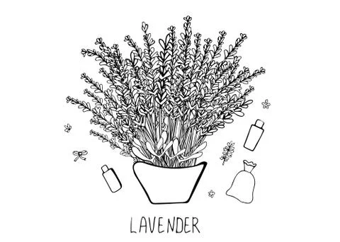 Lavender set composition in doodle style. Flowers sketch elements isolated on Illustrazione stock