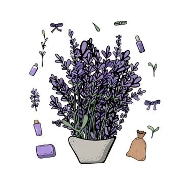 Lavender set composition in doodle style. Flowers elements isolated on white  Illustrazione stock