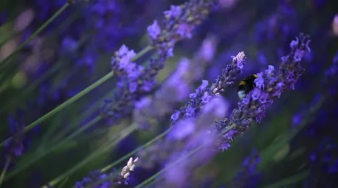 Lavender shot Stock Footage 7751493