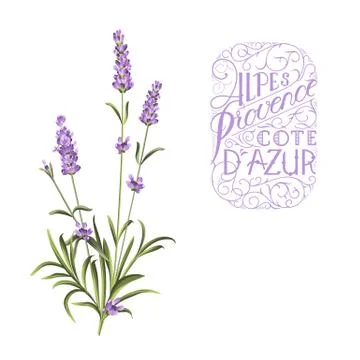Lavender sign label Stock Illustration