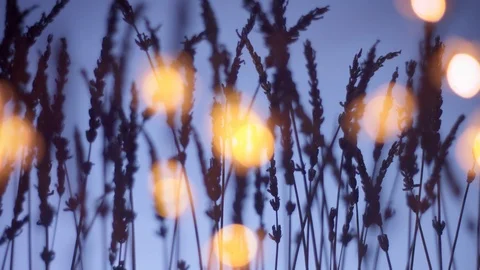 Lavender silhouette on deep violet background with blured bokeh light on Stock Footage 124739643