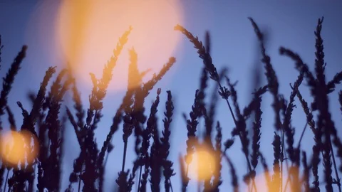 Lavender silhouette on deep violet background with blured bokeh light on Stock Footage 124739899