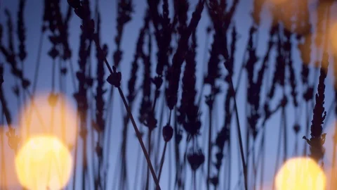 Lavender silhouette on deep violet background with blured bokeh light on Stock Footage 124740004