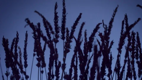 Lavender silhouette on deep violet background with blured bokeh light on Stock Footage 124740121