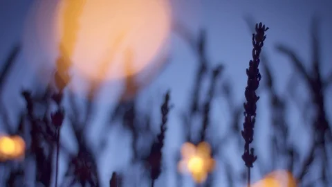 Lavender silhouette on deep violet background with blured bokeh light on Stock Footage 124740671