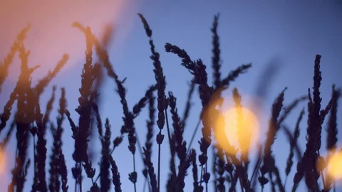 Lavender silhouette on deep violet background with blured bokeh light on Stock Footage 124740791