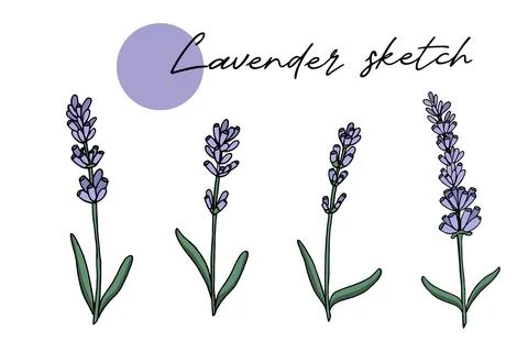 Lavender sketch vector set doodle line art hand drawn color Stock Illustration