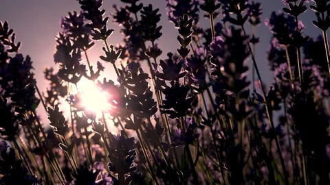 LAVENDER SKY Stock Footage 92751846
