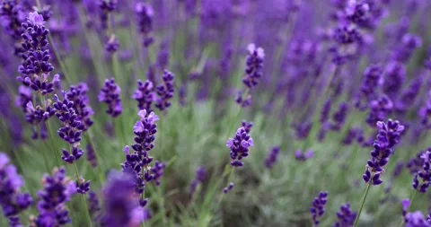 Lavender slow motion Stock Footage 245454856