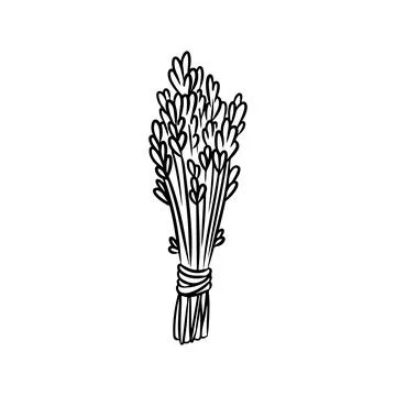 Lavender smudge bundle hand-drawn doodle isolated icon. Vector stock herbs im Stock Illustration