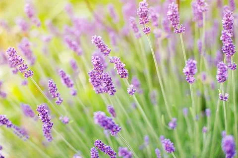 Lavender soft focus background close-up Stock-Fotos