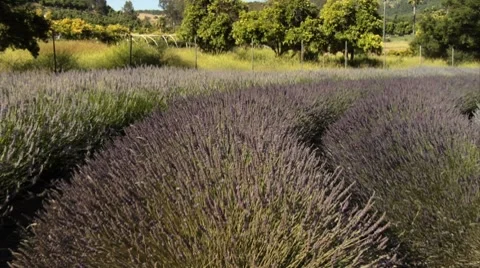 Lavender Species Stock Footage 7907103