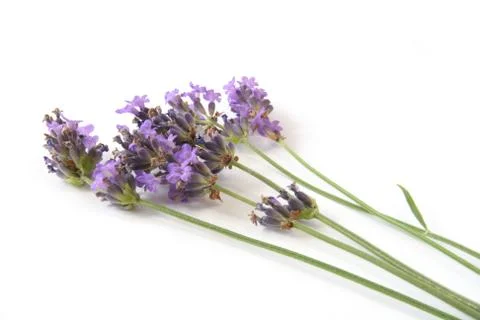 Lavender sprigs Stock Photos