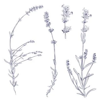 Lavender sprigs on white background Stock Illustration