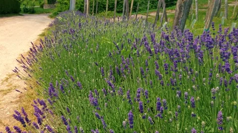 Lavender in spring 库存影片 156082838