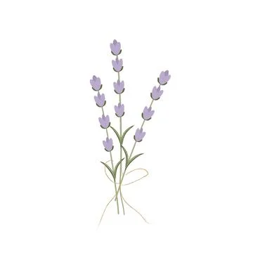 Lavender spring Stock Illustration