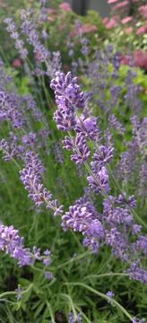 Lavender in the Spring Stock Photos