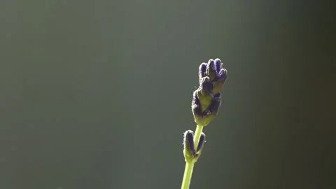 Lavender stalk in the wind Stock Footage 131044817
