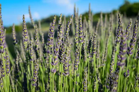 Lavender Stems Stock Photos