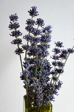 Lavender stems in a vase Stockfoto's