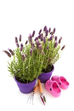 Lavender stoechas Stock Photos