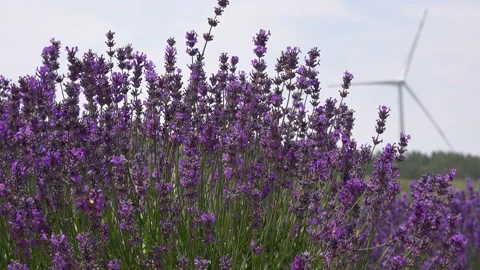 Lavender in summer Stock Footage 132680866