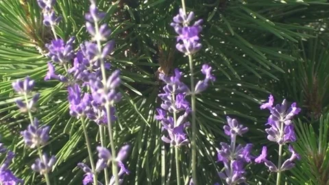 Lavender in the sunlight, with a pine in the background Stock Footage 73464821