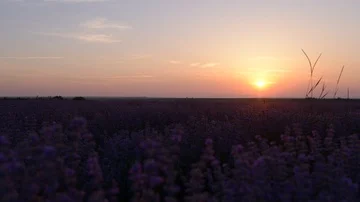Lavender sunrise timelapse Vídeos de archivo 86103418