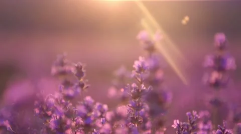 Lavender Sunset Видео 54544395