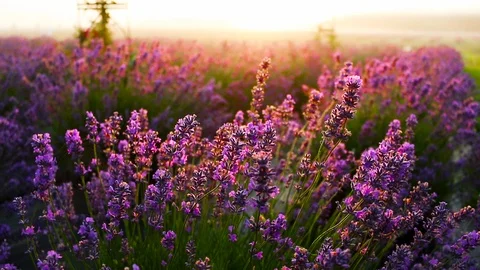 Lavender at Sunset Stock Footage 115282852