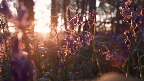 Lavender at Sunset Video stock 130086283