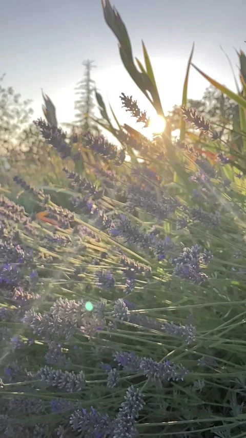 Lavender at the sunset Stock Footage 139213045