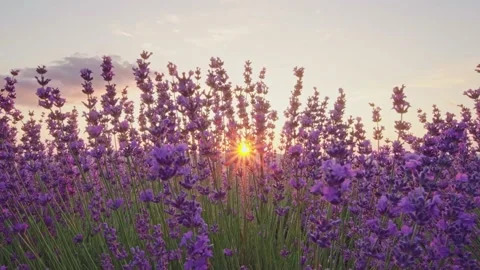 Lavender at sunset.  Video stock 197732694