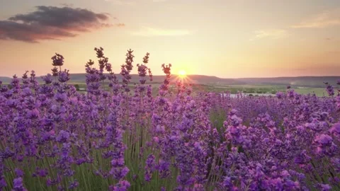 Lavender at sunset.  Stock Footage 197733176