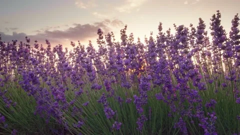 Lavender at sunset.  Video stock 197733613