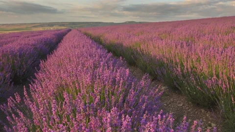 Lavender at sunset. Video stock 197738894