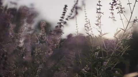 Lavender at sunset, glare from the sun Stock Footage 219729531