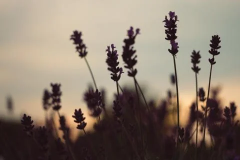 Lavender in sunset Stock Photos