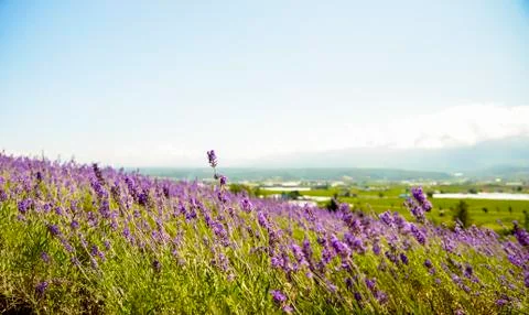 Lavender with sunshine Stock Photos