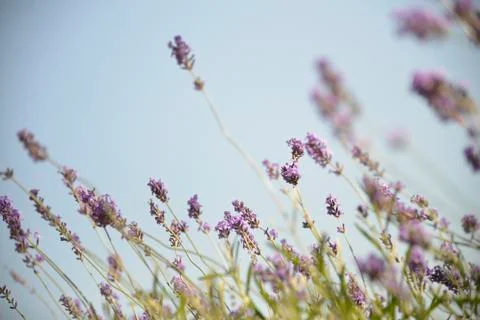 Lavender with sunshine Stock Photos