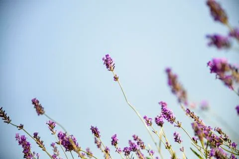 Lavender with sunshine Stock Photos